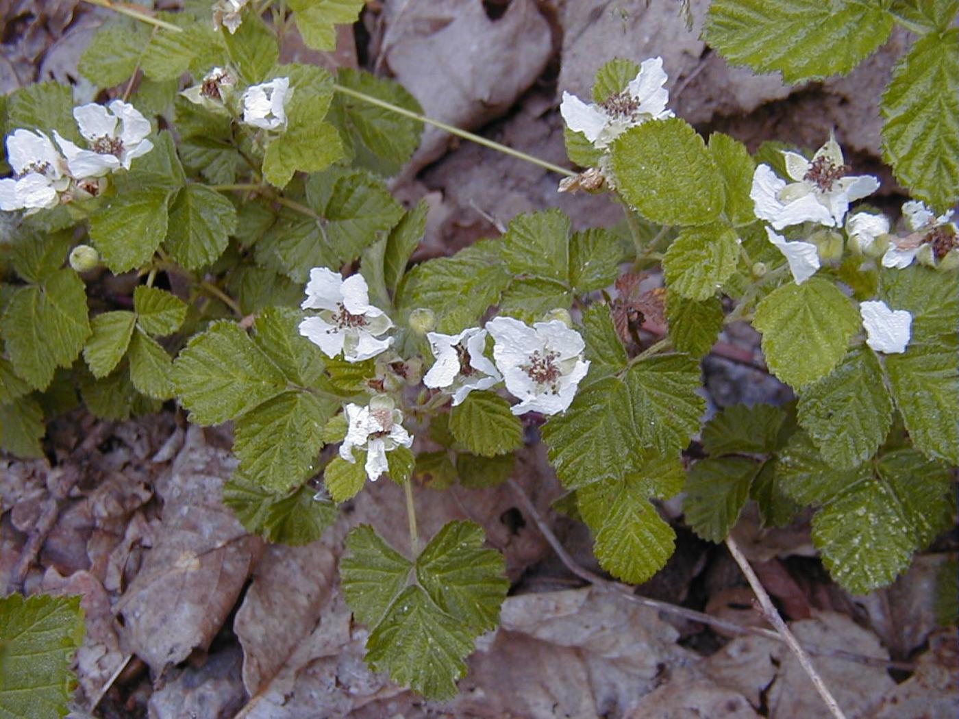 Dewberry plant